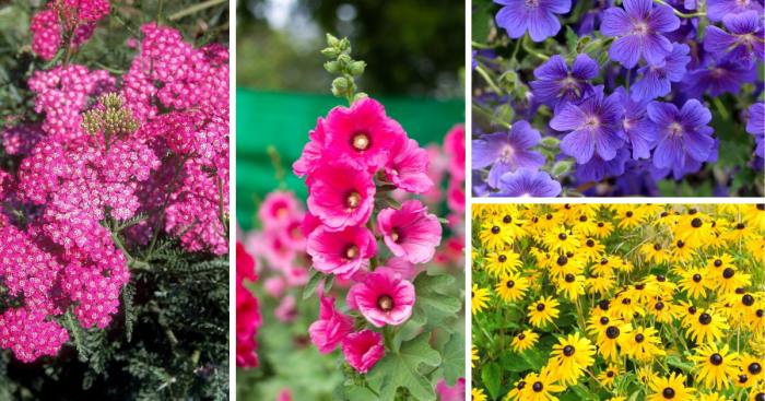 Flowers to plant in july