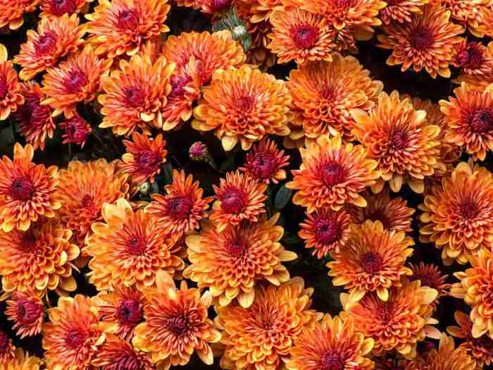 Perennial flowers to plant in the fall