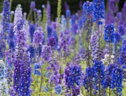 Flowers to Plant in July A Gardeners Guide