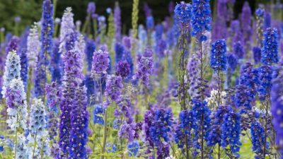 Flowers to plant in july