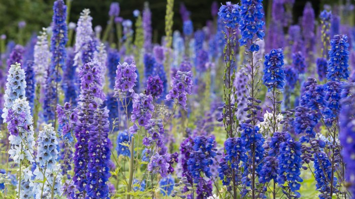 Flowers to plant in july