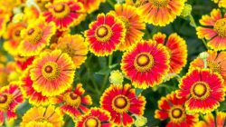 Perennial flowers to plant in the fall