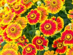 Perennial Flowers to Plant in the Fall