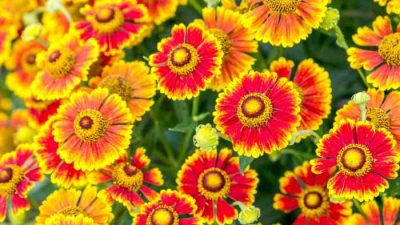 Perennial flowers to plant in the fall