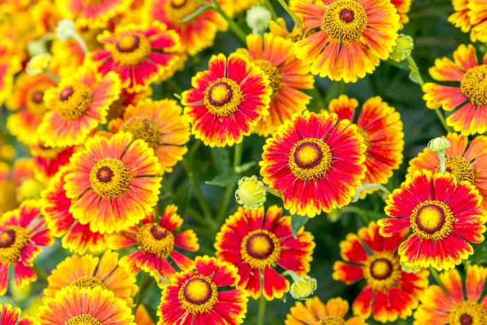 Perennial flowers to plant in the fall